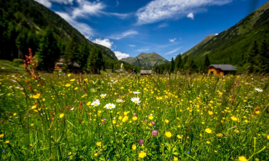 Blumenwiese-im-Soelktal © Oesterreich-Werbung_Tom-Lamm 