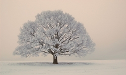 Obrázek k akci Die Winterreise – Franz Schubert